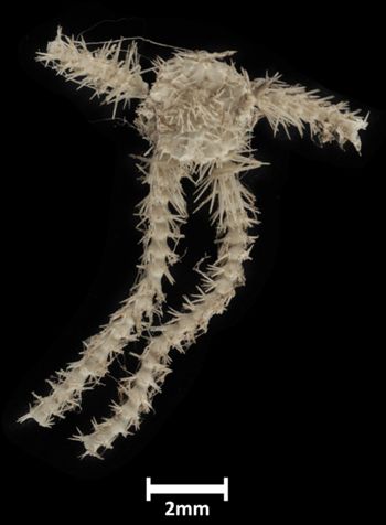 Media type: image;   Invertebrate Zoology OPH-2112 Description: Top down view of single ophiuroid specimen with a scale bar.;  Aspect: dorsal